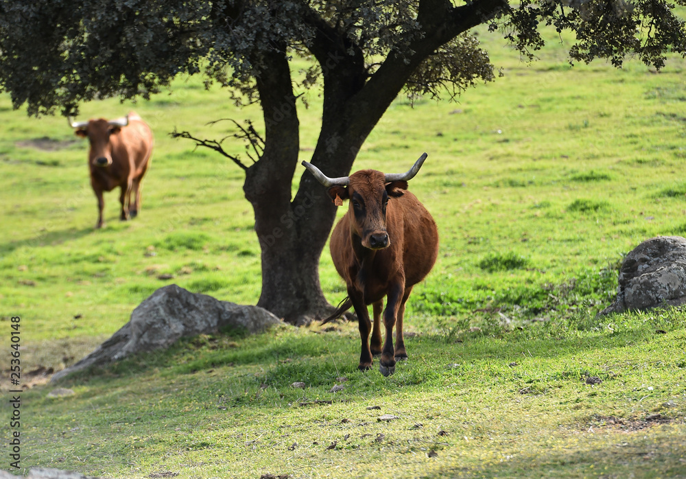 Fototapeta premium toros en el campo