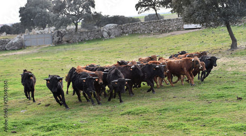 toros en el campo