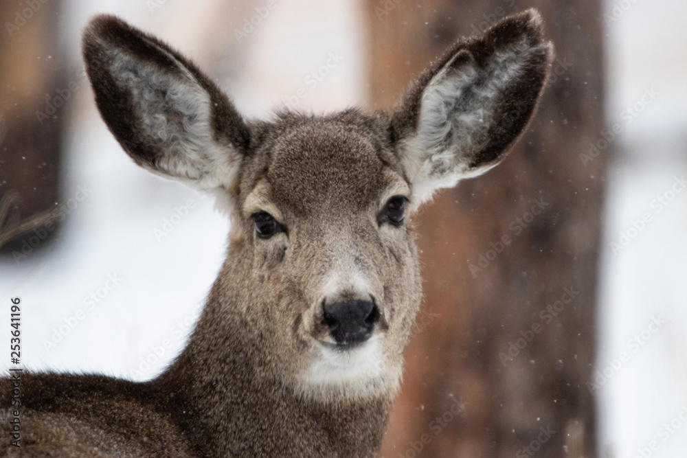 Fototapeta premium South Dakota Mule Deer 2