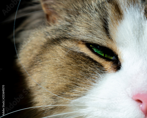 Cat face close up