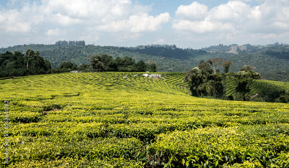 Picture of a tea plantation in the Mufindi highlands in South Tanzania, Africa. Picture of a tea plantation in the Mufindi highlands in South Tanzania, Africa.