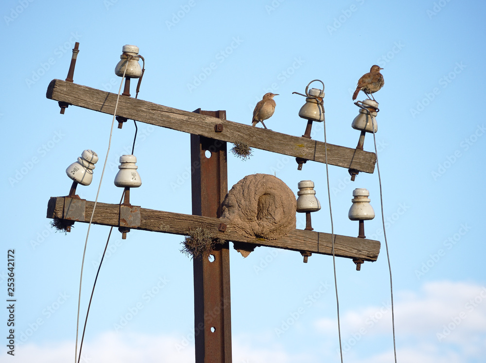 Hornero birds and their mud nest on an old telegraph pole. Cordoba, Argentina Hornero birds and their mud nest on an old telegraph pole. Cordoba, Argentina