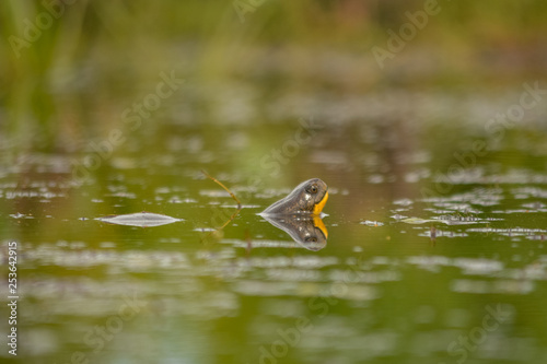 Blanding's turtle (Emydoidea blandingii) in the swamp 