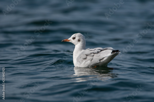 Black-headed Gull (Chroicocephalus ridibundus) swimming on the water