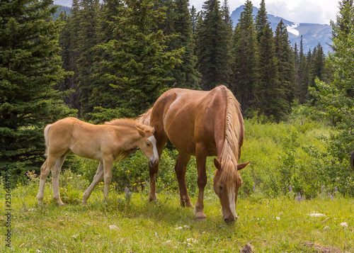 Wild Horses in Wild Montana