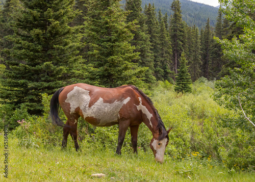 Wild Horses in Wild Montana