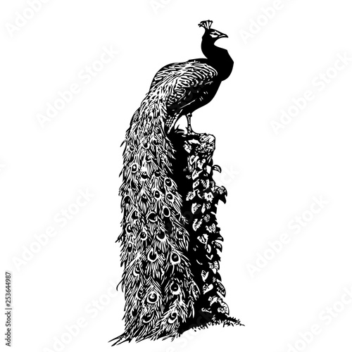 peacock vector