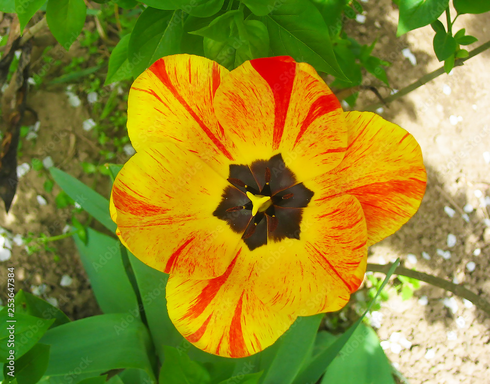 A little yellow, red tulip