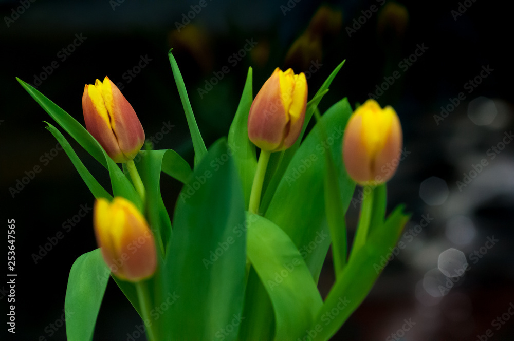 bouquet of red and yellow tulips bouquet of red and yellow tulips