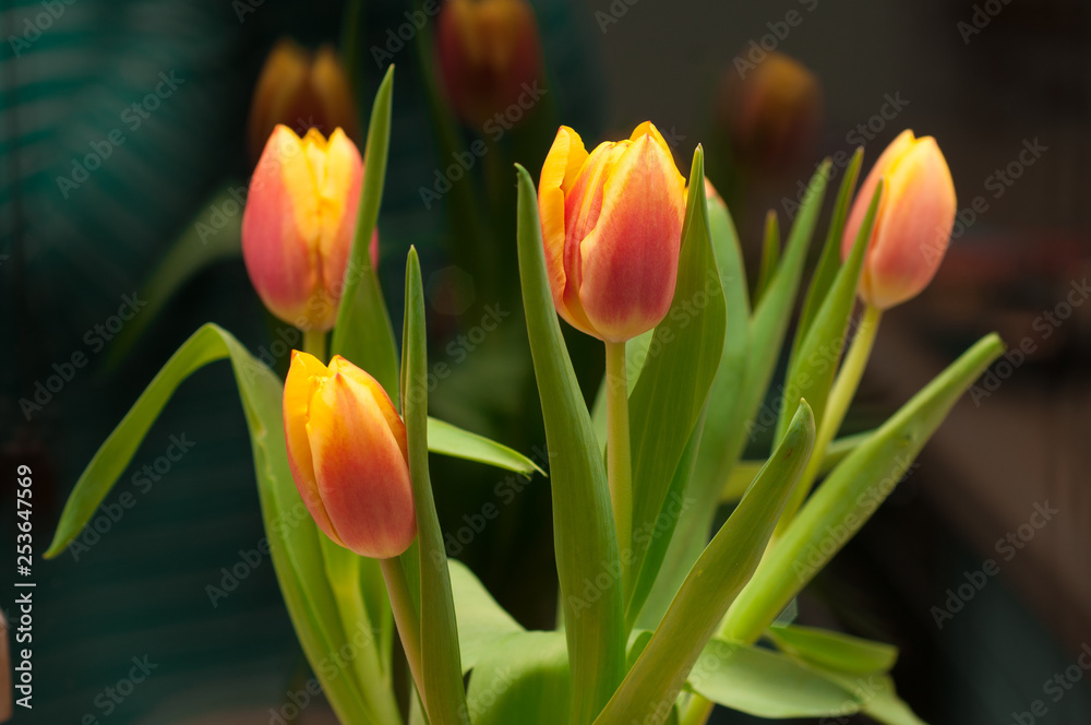 Fototapeta premium bouquet of red and yellow tulips
