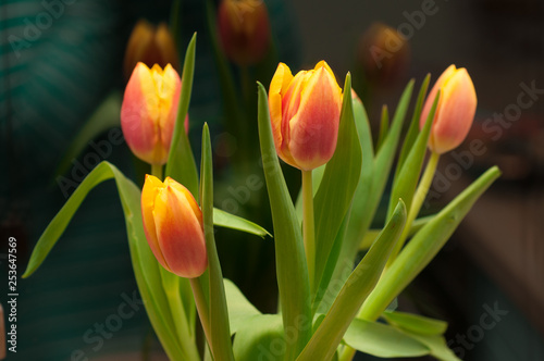 bouquet of red and yellow tulips