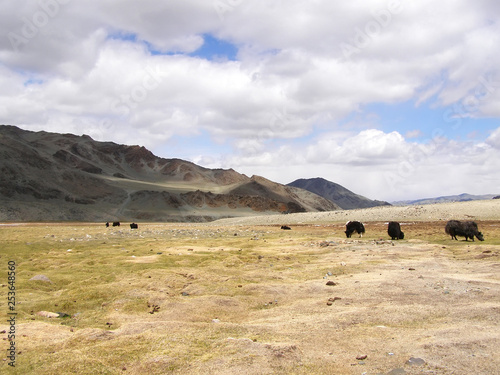 Mongolia natural landscapes, surrounded by mountains and rocks and bulls © ukrolenochka