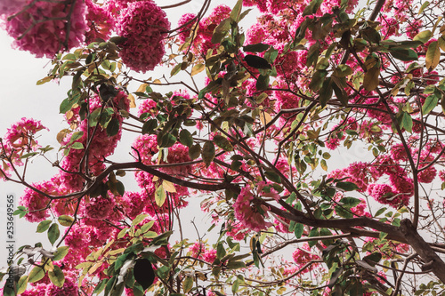 apple tree in bloom