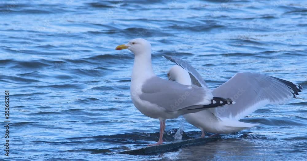 Juvenile Lesser Black Backed Gulls perched on water slow motion Juvenile Lesser Black Backed Gulls perched on water slow motion