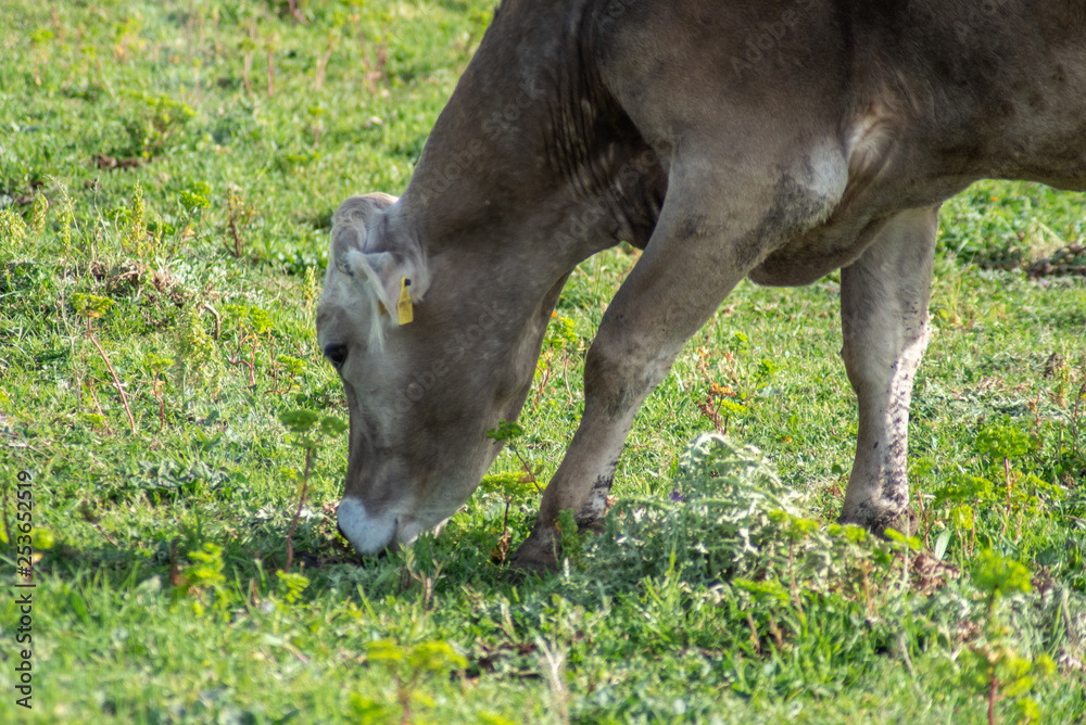 A cow while grazing A cow while grazing