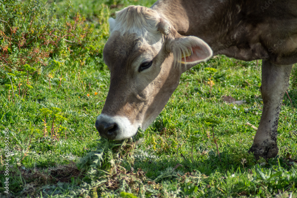 View of a cow while grazing. The shot is taken during a beautiful sunny day in Sicily, Italy