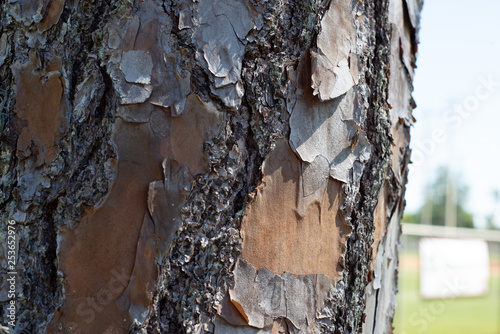 Close up of pine tree