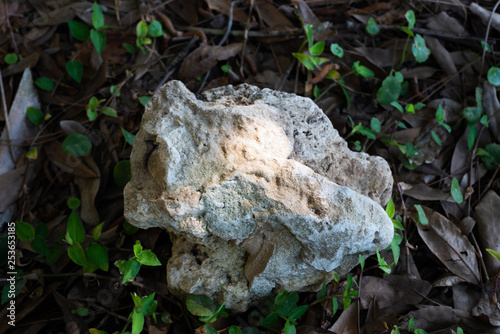 Rock at the park