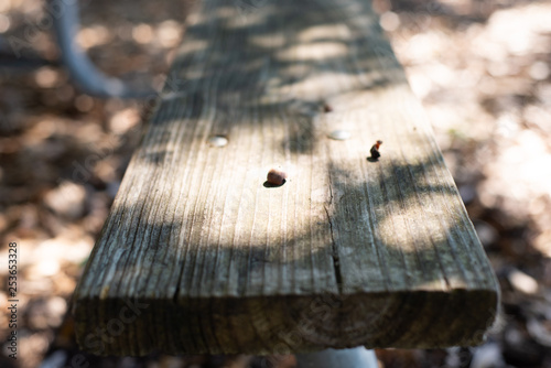 acorn on top of picnic table