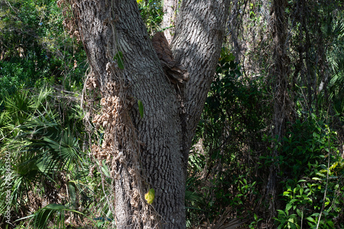 Trees