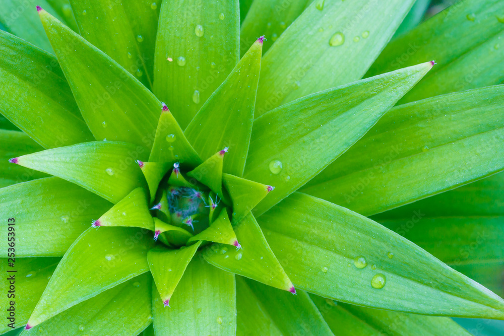 Close-up textured light green plant with sharp leaves like triangles and drops of morning dew from the top view is suitable for the background. texture and soft focus Close-up textured light green plant with sharp leaves like triangles and drops of morning dew from the top view is suitable for the background. texture and soft focus