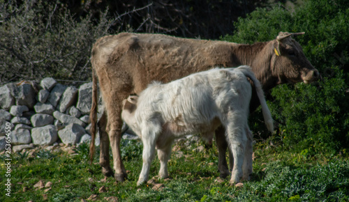 View of some cows while grazing. The shot is taken during a beautiful sunny day in Sicily  Italy