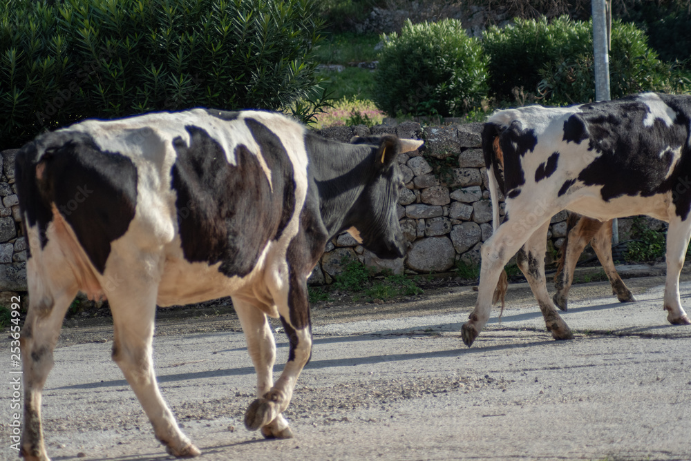 View of some cows while grazing. The shot is taken during a beautiful sunny day in Sicily, Italy