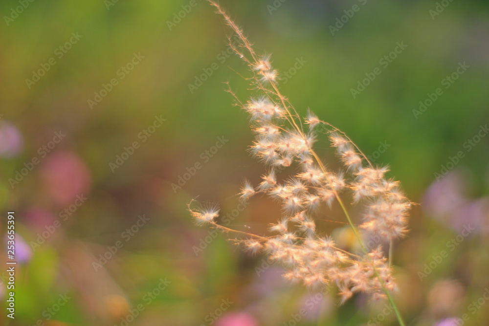Blur grass flower sunrise for background in the morning. Blur grass flower sunrise for background in the morning.