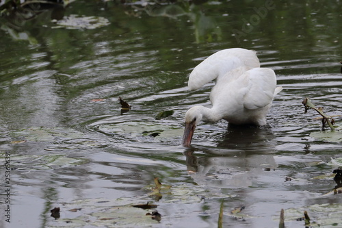 eurasian spoonbill photo