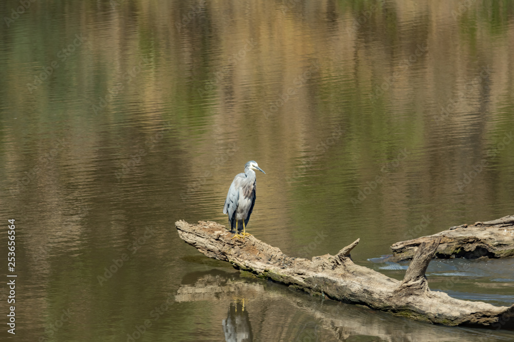 Heron Erect on Log Heron Erect on Log