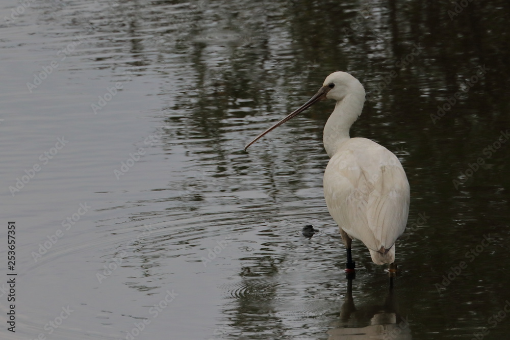 eurasian spoonbill