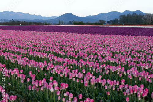 Tulip festival, WA, USA. 