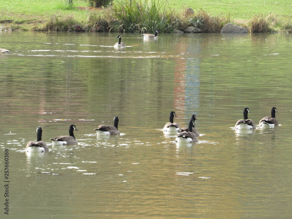 Fototapeta premium Geese on the Water