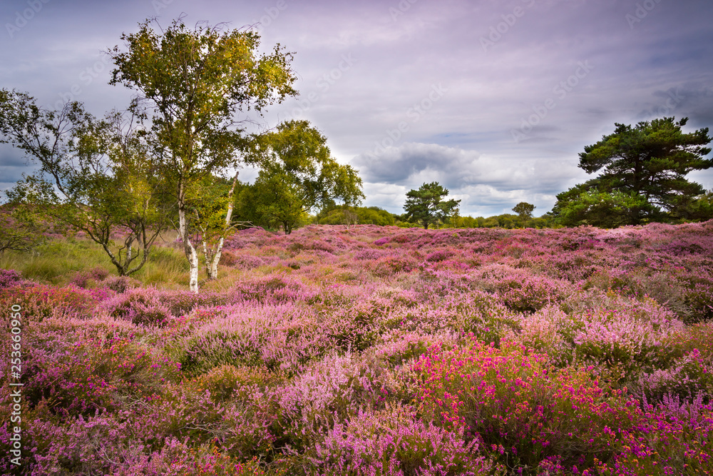 Dramatic skies over Purple and pink heather on Dorset heathland Dramatic skies over Purple and pink heather on Dorset heathland