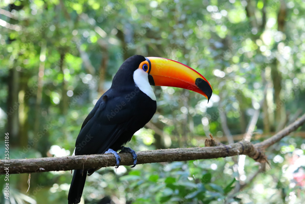 Naklejka premium Tucano