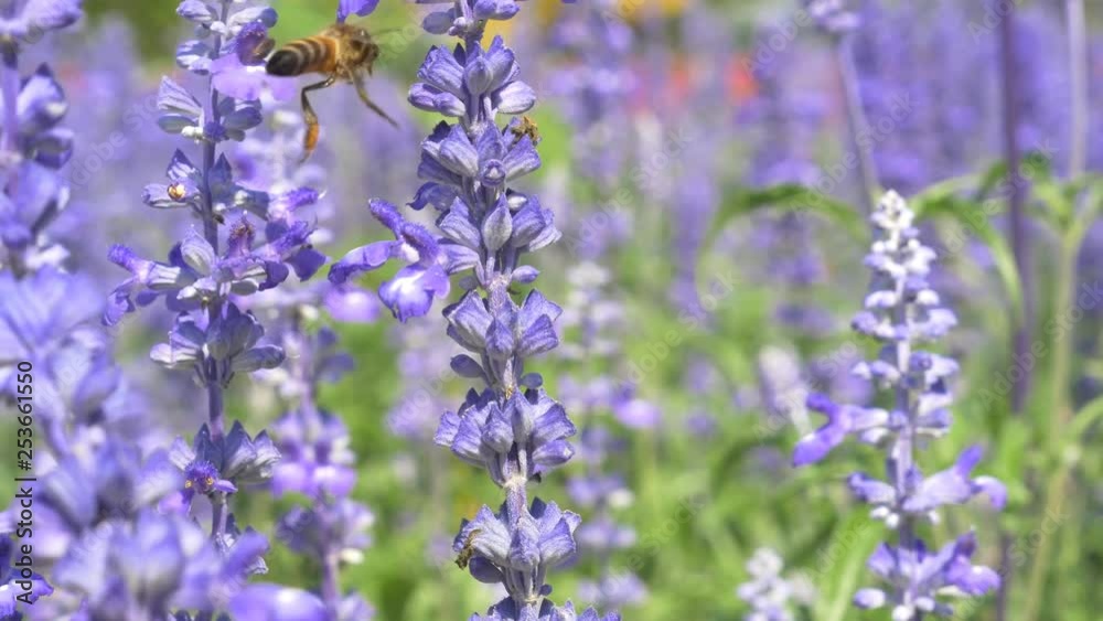 Close up flying bees fly around Perennial Salvia plants in flower garden Close up flying bees fly around Perennial Salvia plants in flower garden
