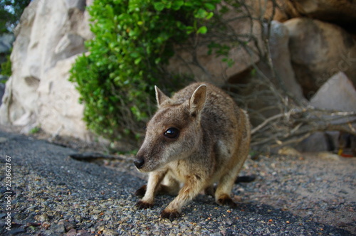 Wallaby - Australia - Queensland 