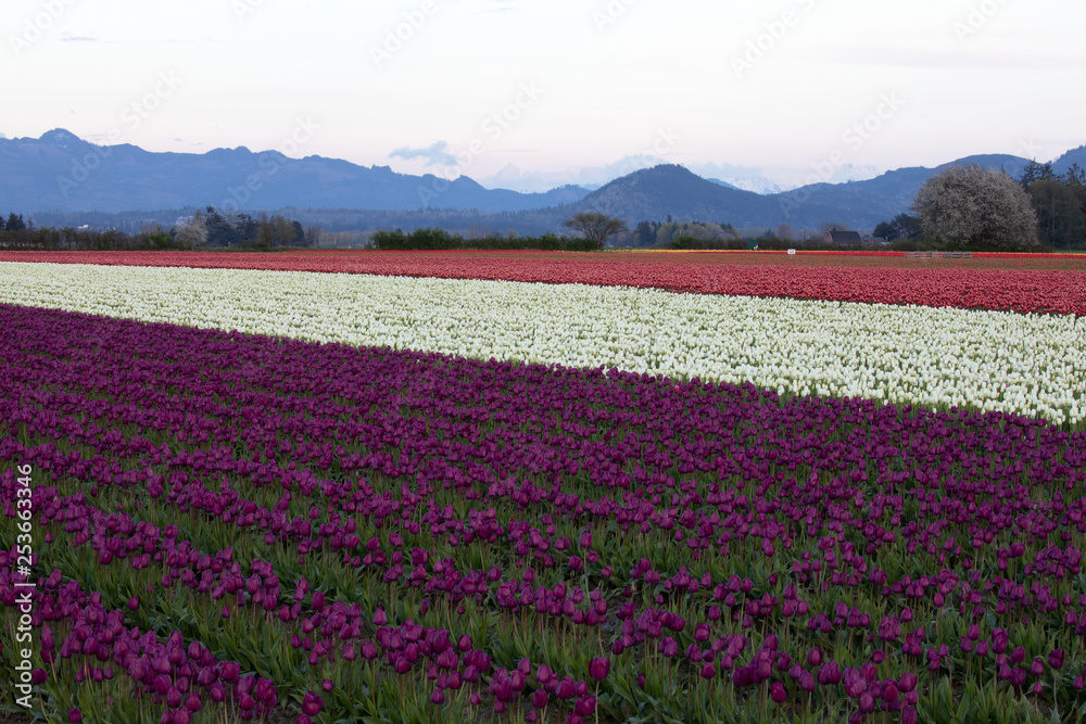 Tulip festival, WA, USA. 