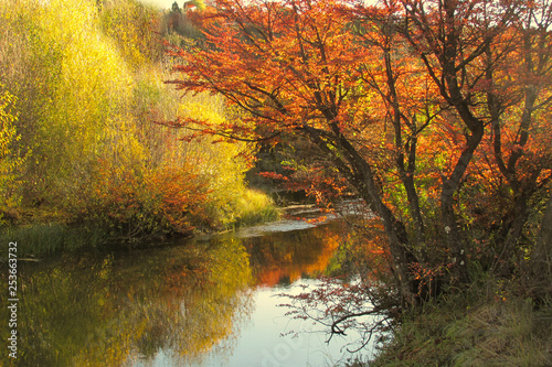 Bilde på lerret un arroyo corre entre arboles de colores amarillos y naranja