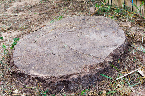 old big stump on soil