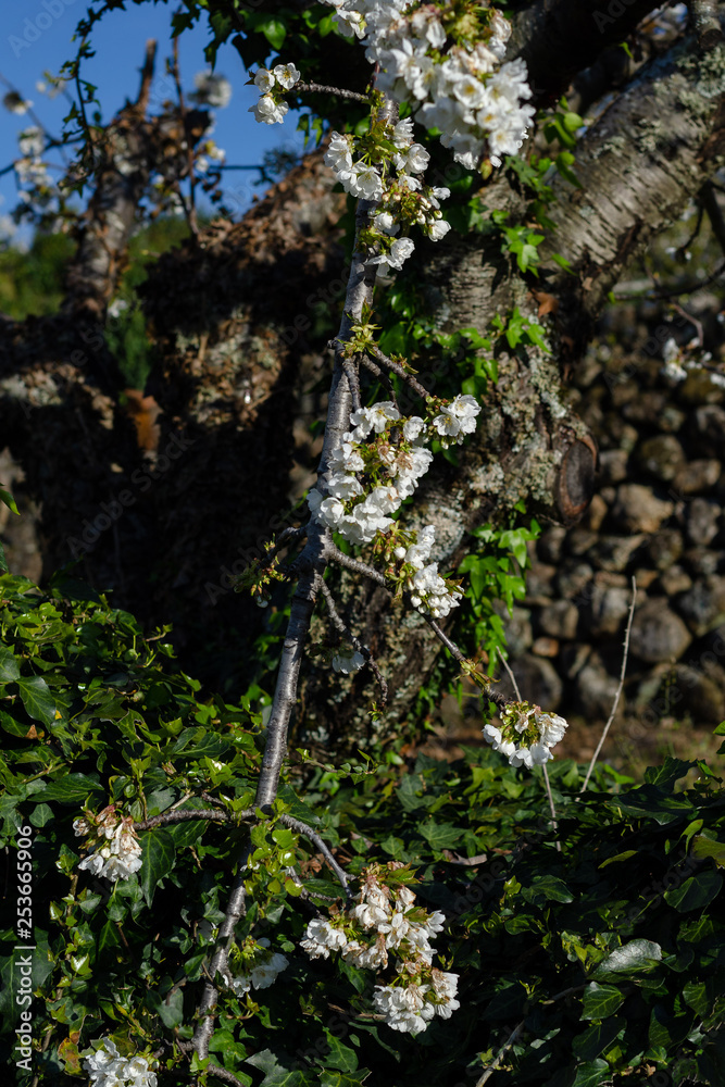 Fototapeta premium Cherry blossom branch on stone wall background