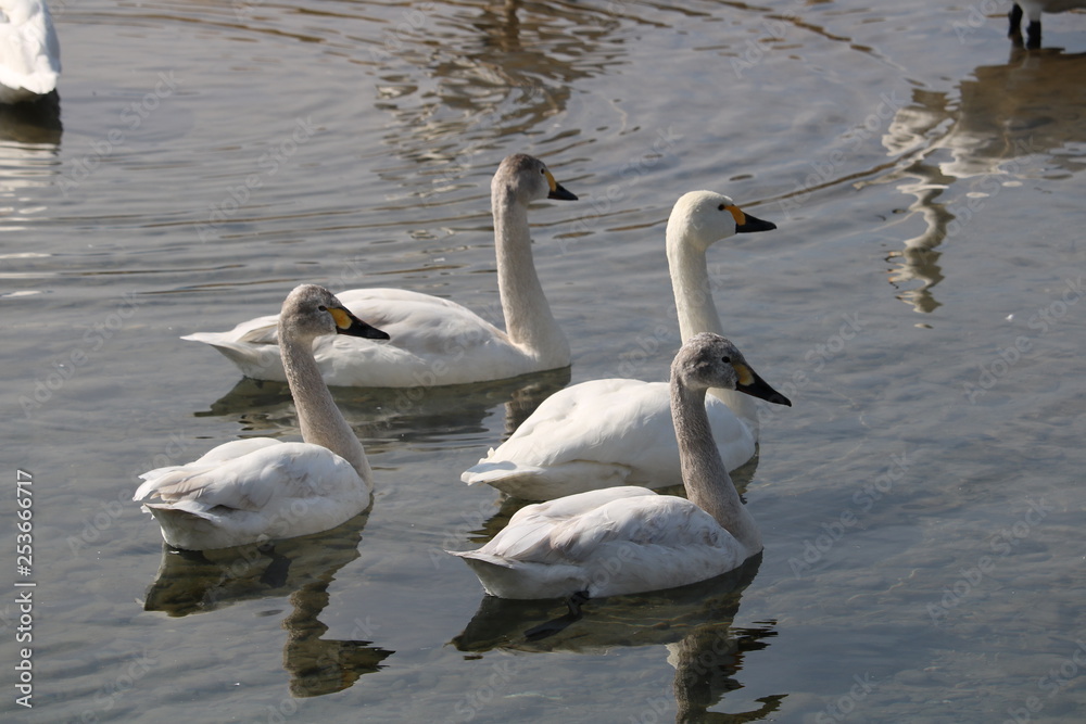 Obraz premium 白鳥の家族