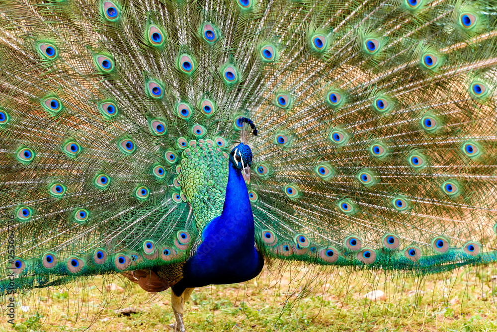 Fototapeta premium Pfau mit prächtigem Gefieder