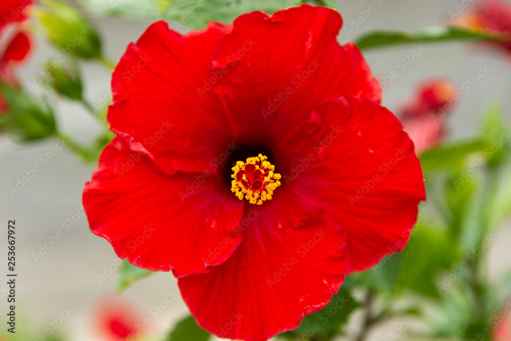 Red hibiscus flowers are blooming with yellow gaysorn stems. Red hibiscus flowers are blooming with yellow gaysorn stems.