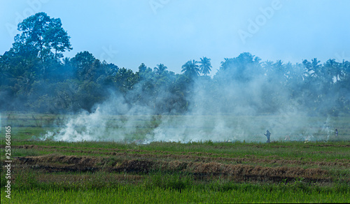 The farmers burned rice plants in the fields, with white smoke throughout the area.