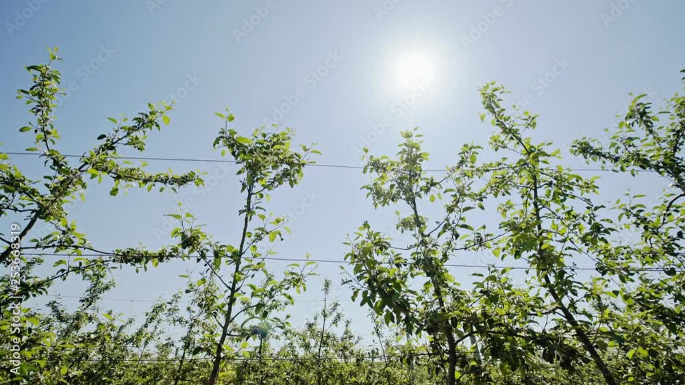 The young apple garden ranks along the background of the blue sky and the lunar sun - dolly motion. The young apple garden ranks along the background of the blue sky and the lunar sun - dolly motion.