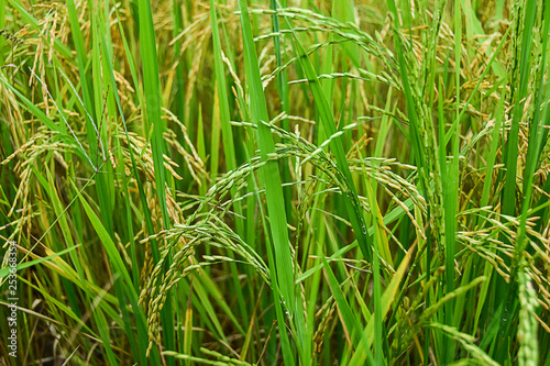 Jasmine rice in golden fields Thailand