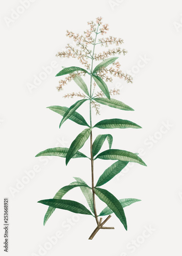 Blooming Lemon verbena