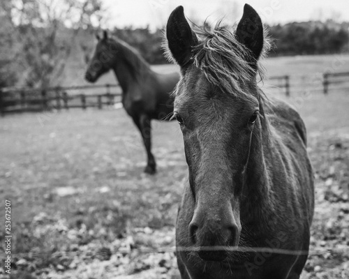 Portrait of two Frisian horses