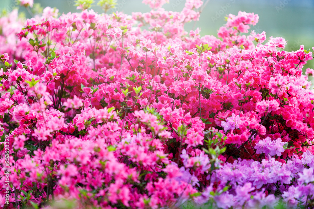 Colorful purple pink azalea flowers in garden. Blooming bushes of bright azalea at spring sunlight. Nature, spring flowers background